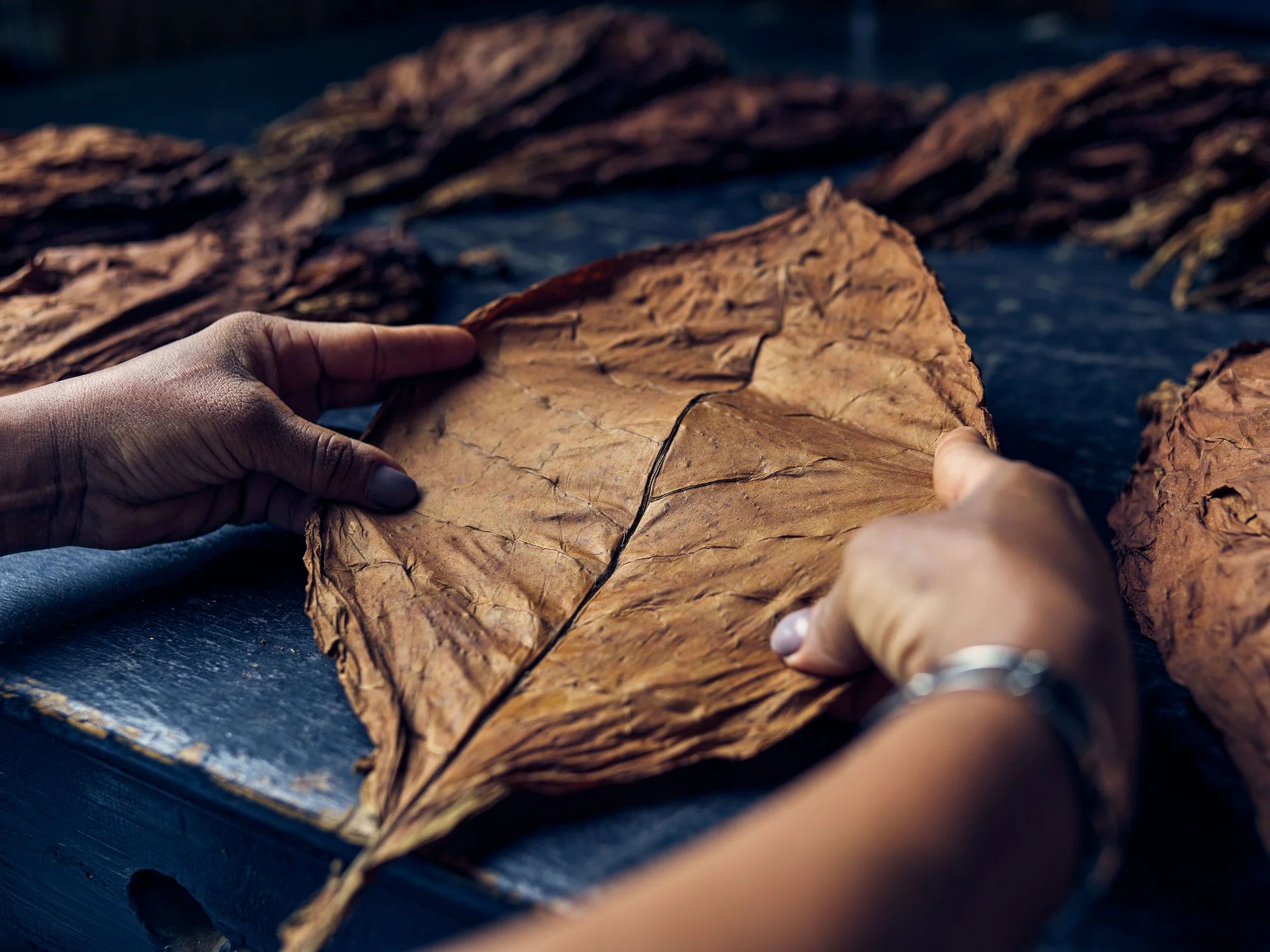 Tabadom factory worker stretches cigar wrapper leaf
