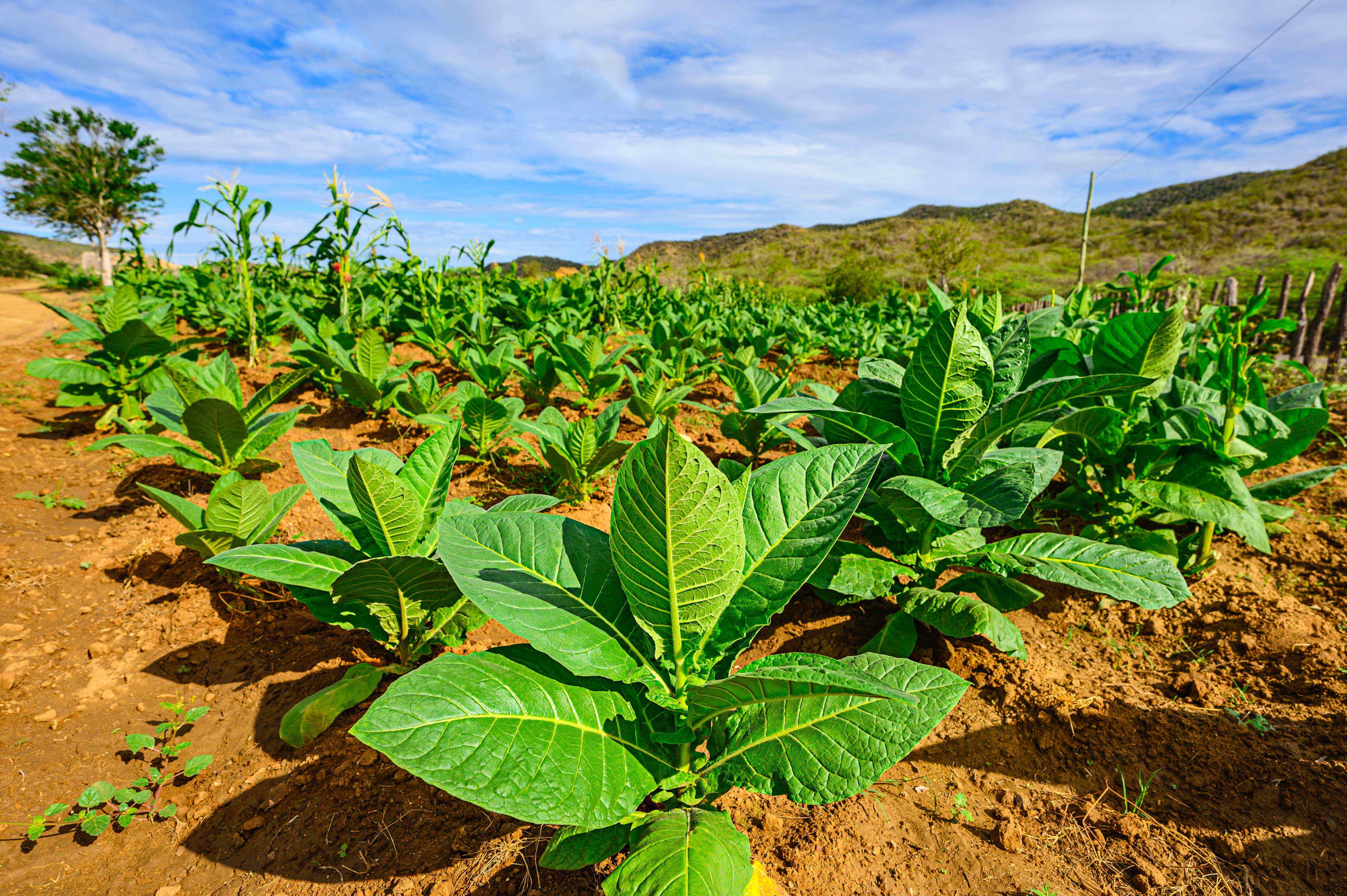 Tobacco fields in the Cigar Country of Dominican Republic