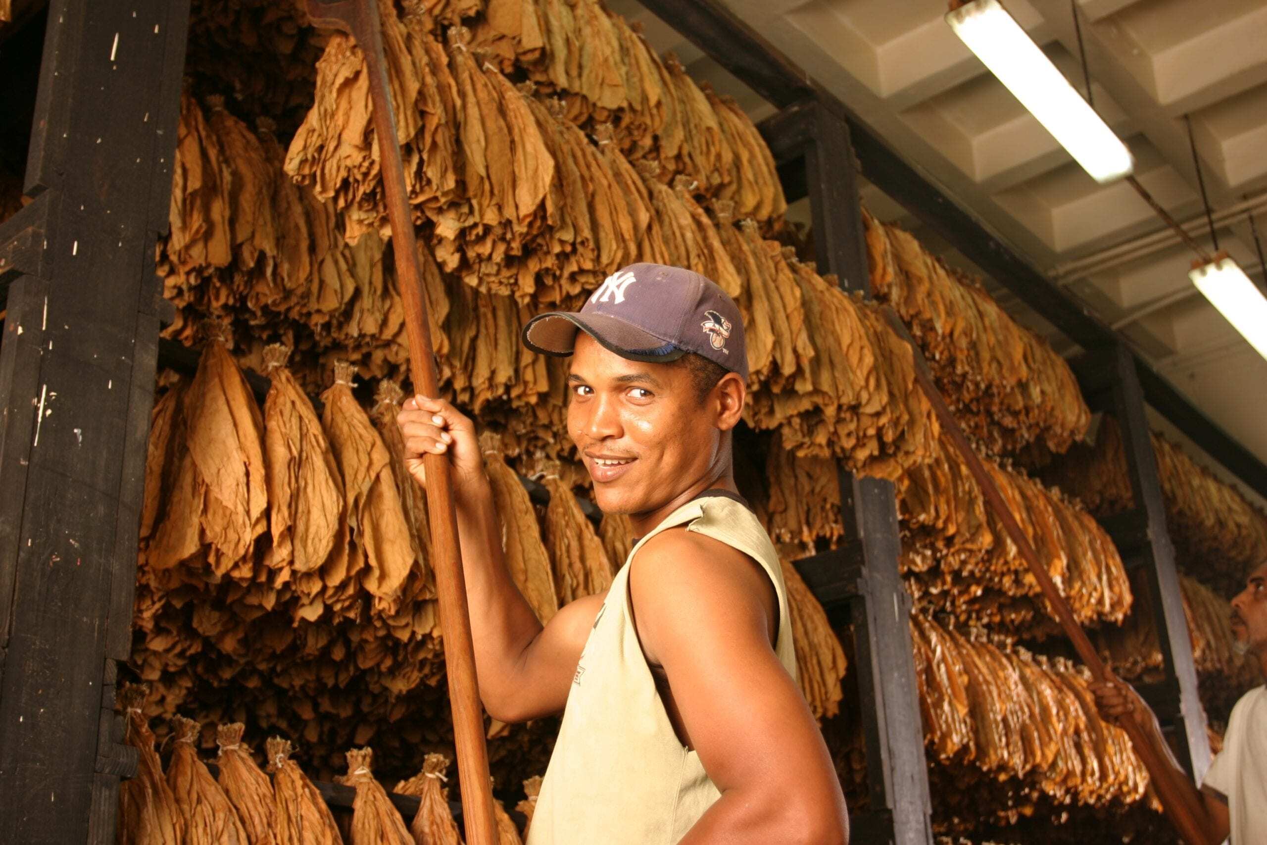 Man in tobacco curing process in the Dominican Republic