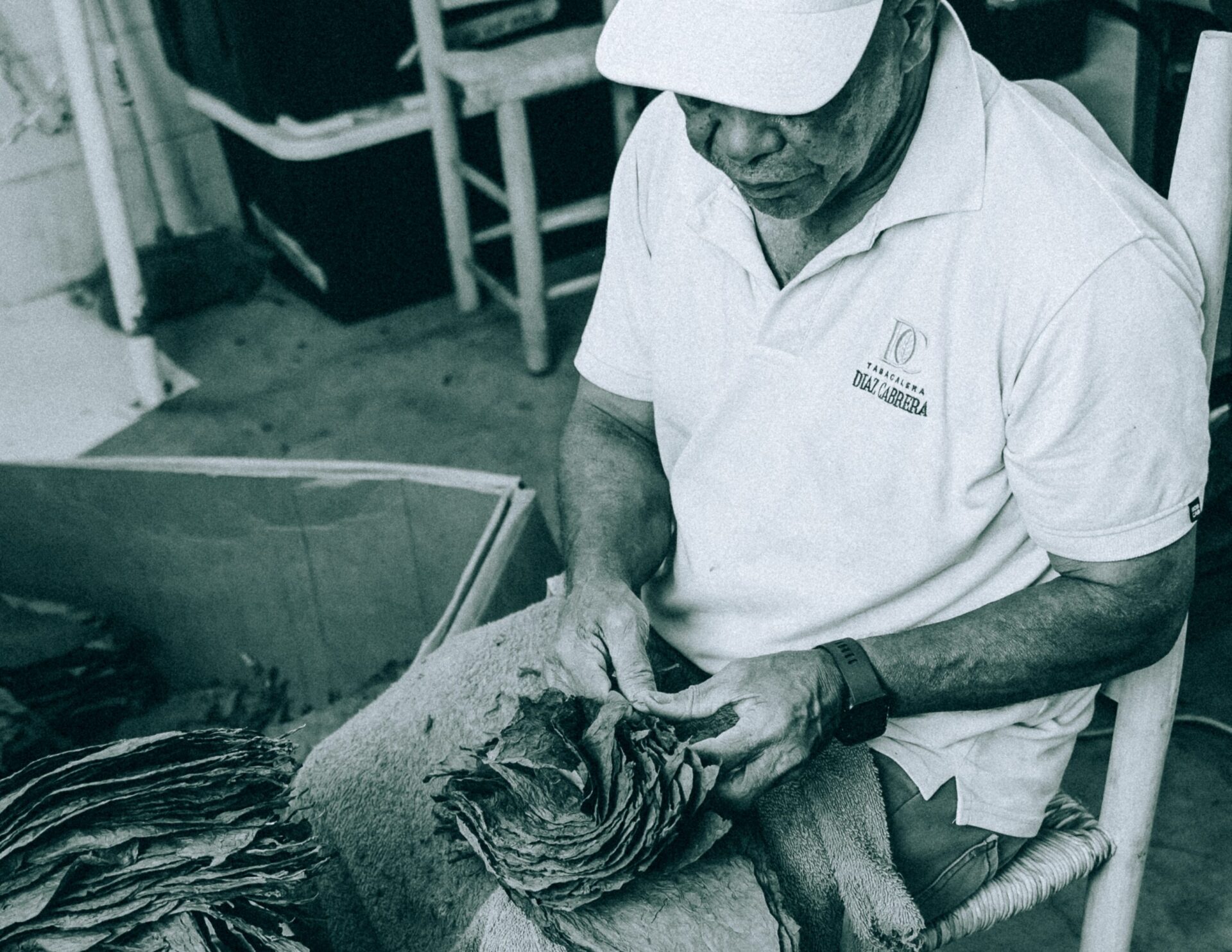 Cigar factory worker sorts tobacco leaves at Tabacalera Diaz Cabrera in Santiago, Dominican Republic