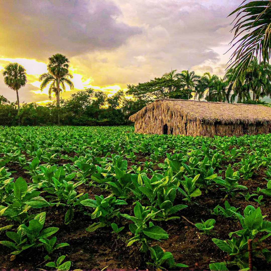 Arturo Fuente cigar tobacco fields in the Dominican Republic