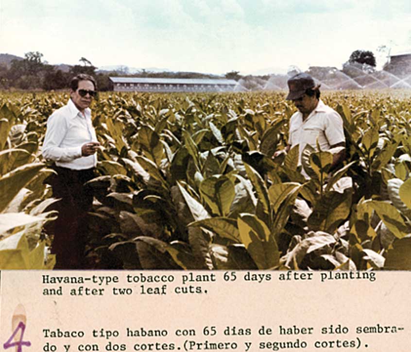 Padron Cigars Jose Padron In Nicaragua Tobacco Field